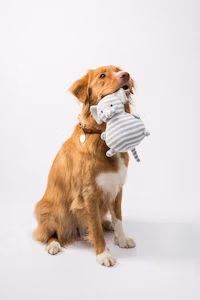 Dog getting treats