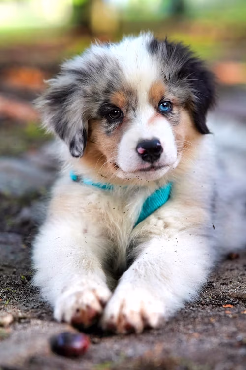 Cute dog
